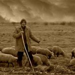 camacho, sheep, the flock-1588002.jpg