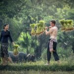 harvesting, myanmar, burma