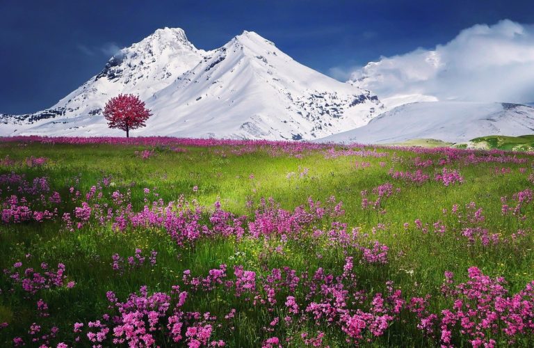 mountains, alps, meadow-736886.jpg