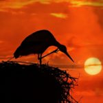 stork, bird, animal-3881670.jpg