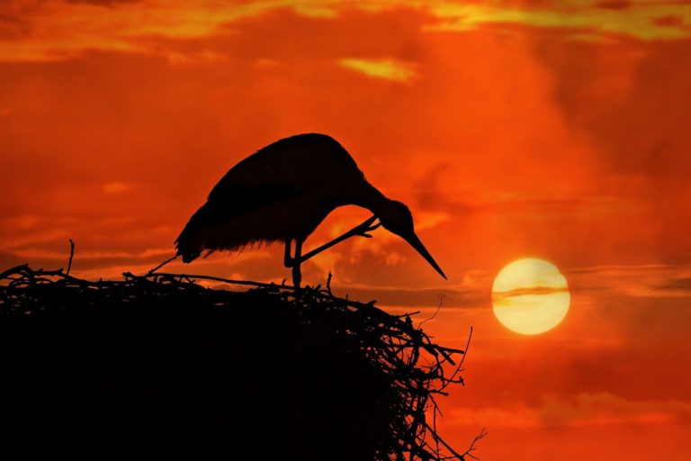 stork, bird, animal-3881670.jpg